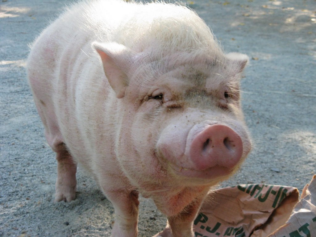 Натиснете снимката за да я уголемите

Име:Pig+007.jpg
Прегледи:1
Размер:125.4 КБ
ID:5964473