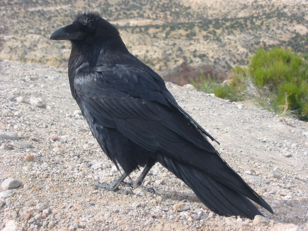 Натиснете снимката за да я уголемите

Име:Corvus_corax_along_road.jpg
Прегледи:1
Размер:182.1 КБ
ID:5964475