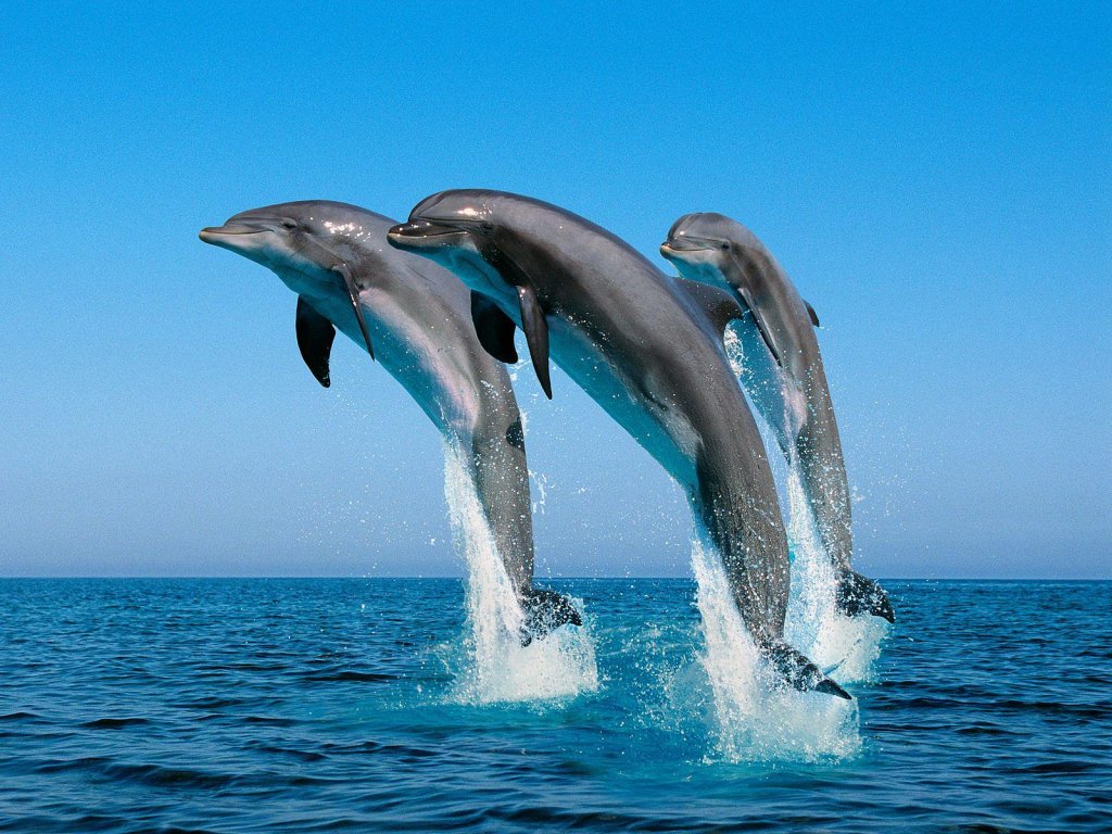 Натиснете снимката за да я уголемите

Име:dolphins1.jpg
Прегледи:1
Размер:183.2 КБ
ID:5964476