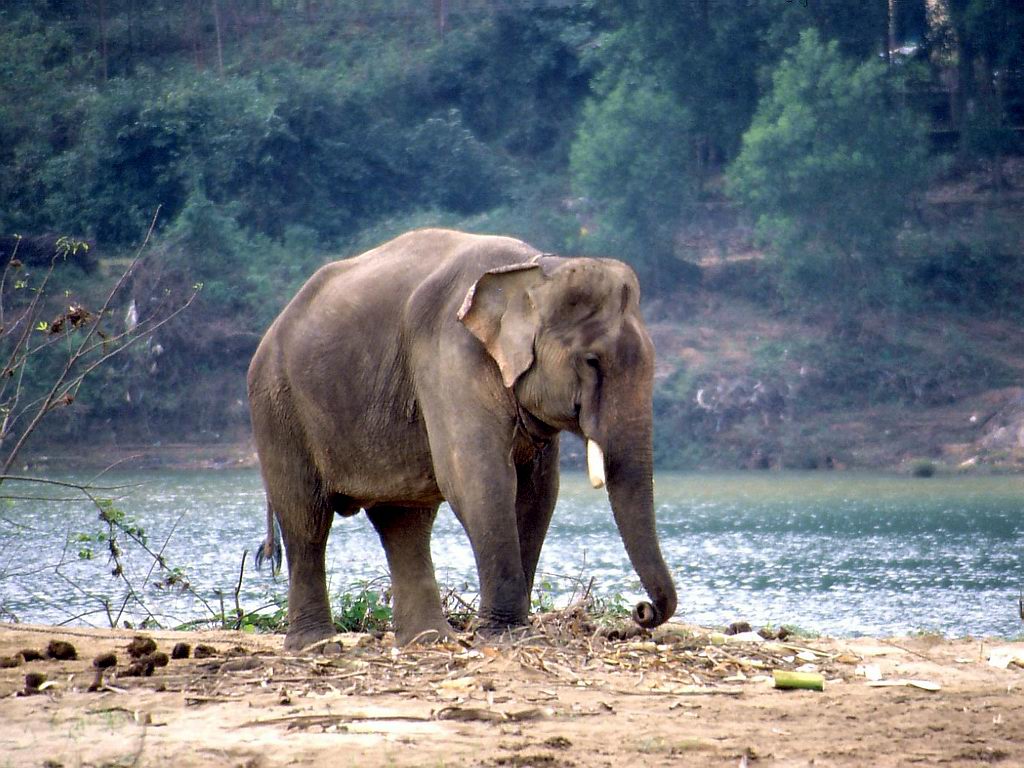 Натиснете снимката за да я уголемите

Име:Working_Elephant_Vietnam.jpg
Прегледи:1
Размер:164.9 КБ
ID:5964477