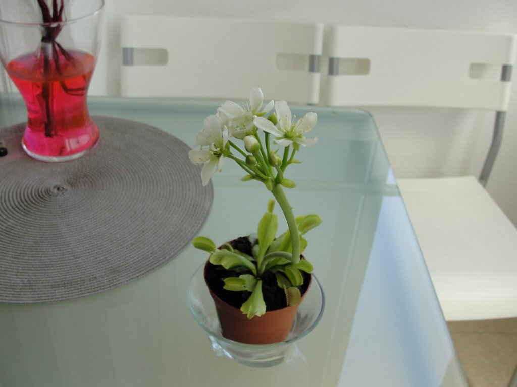 Натиснете снимката за да я уголемите

Име:DSC03115.jpg
Прегледи:1
Размер:65.3 КБ
ID:5355602