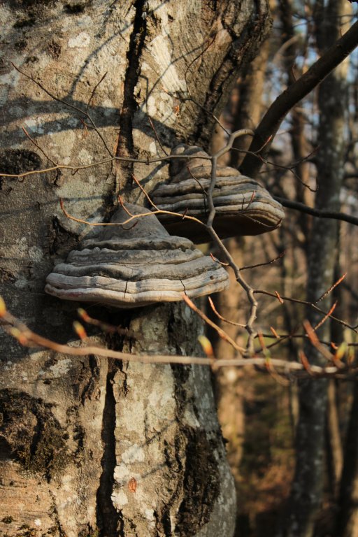 Натиснете снимката за да я уголемите

Име:IMG_5706.jpg
Прегледи:1
Размер:111.5 КБ
ID:5364057