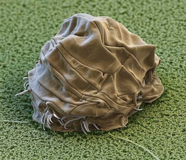 Натиснете снимката за да я уголемите

Име:4anhydrobiosis.jpg
Прегледи:1
Размер:84.1 КБ
ID:5969904