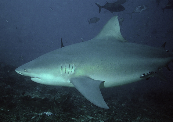 Натиснете снимката за да я уголемите

Име:Bullshark_Beqa_Fiji_2007.jpg
Прегледи:1
Размер:208.8 КБ
ID:5370271