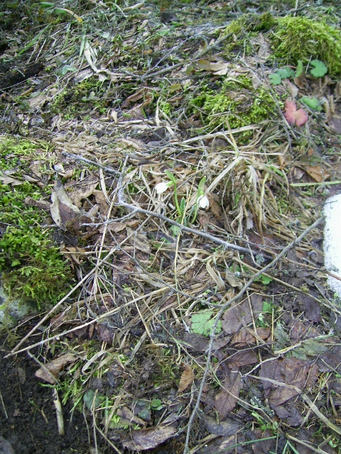 Натиснете снимката за да я уголемите

Име:PIC_1026 (480x640).jpg
Прегледи:1
Размер:351.5 КБ
ID:5372127