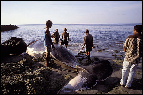 Натиснете снимката за да я уголемите

Име:22lamalera_whaleonbeach.jpg
Прегледи:1
Размер:71.1 КБ
ID:5378886