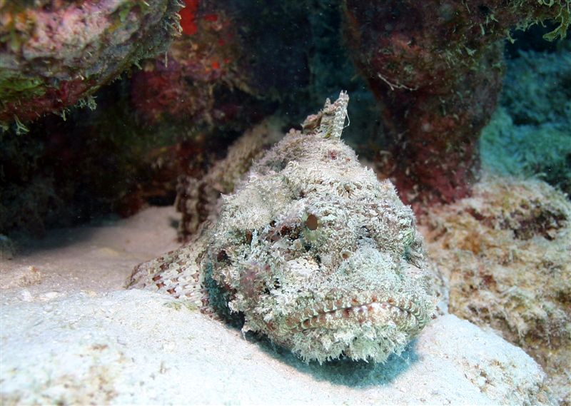 Натиснете снимката за да я уголемите

Име:StoneFish.jpg
Прегледи:1
Размер:106.8 КБ
ID:5973261