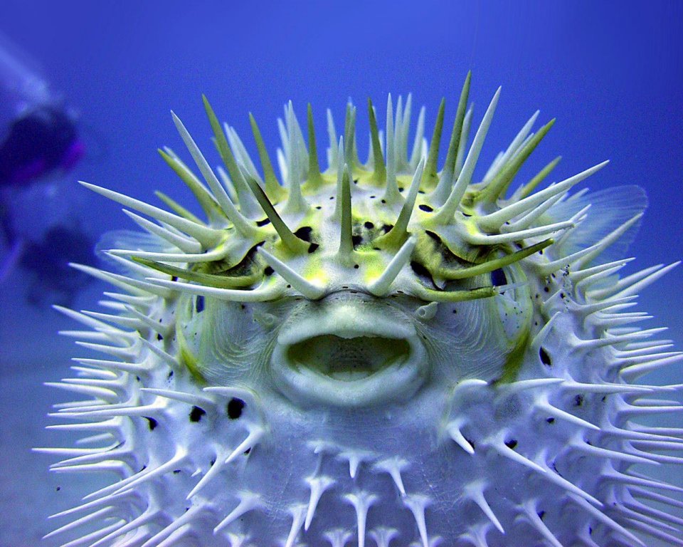 Натиснете снимката за да я уголемите

Име:The_Puffer_Fish.jpg
Прегледи:1
Размер:154.3 КБ
ID:5973262