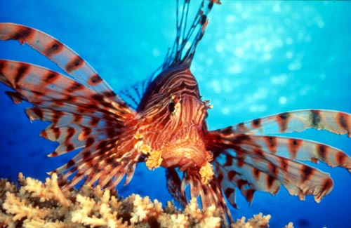 Натиснете снимката за да я уголемите

Име:lion-fish-739346.jpg
Прегледи:1
Размер:37.4 КБ
ID:5973264