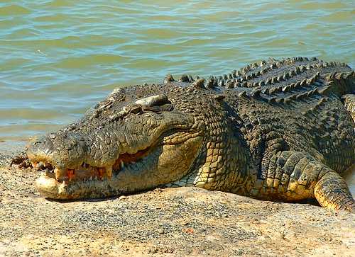 Натиснете снимката за да я уголемите

Име:australian-saltwater-crocodile01.jpg
Прегледи:1
Размер:38.4 КБ
ID:5973265