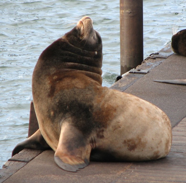 Натиснете снимката за да я уголемите

Име:sea-lion-04.jpg
Прегледи:1
Размер:105.6 КБ
ID:5973267