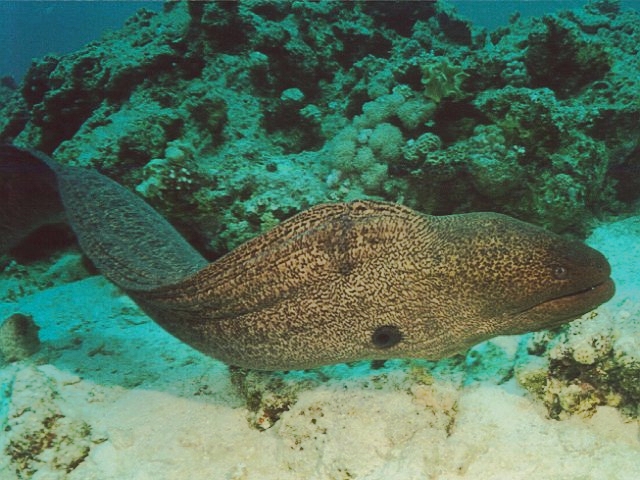 Натиснете снимката за да я уголемите

Име:Sea-Eel.jpg
Прегледи:1
Размер:209.1 КБ
ID:5973268