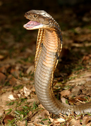 Натиснете снимката за да я уголемите

Име:King_Cobra.jpg
Прегледи:1
Размер:38.0 КБ
ID:5973320