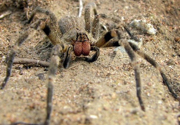 Натиснете снимката за да я уголемите

Име:brazilian-wandering-spider.jpg
Прегледи:1
Размер:75.5 КБ
ID:5973321