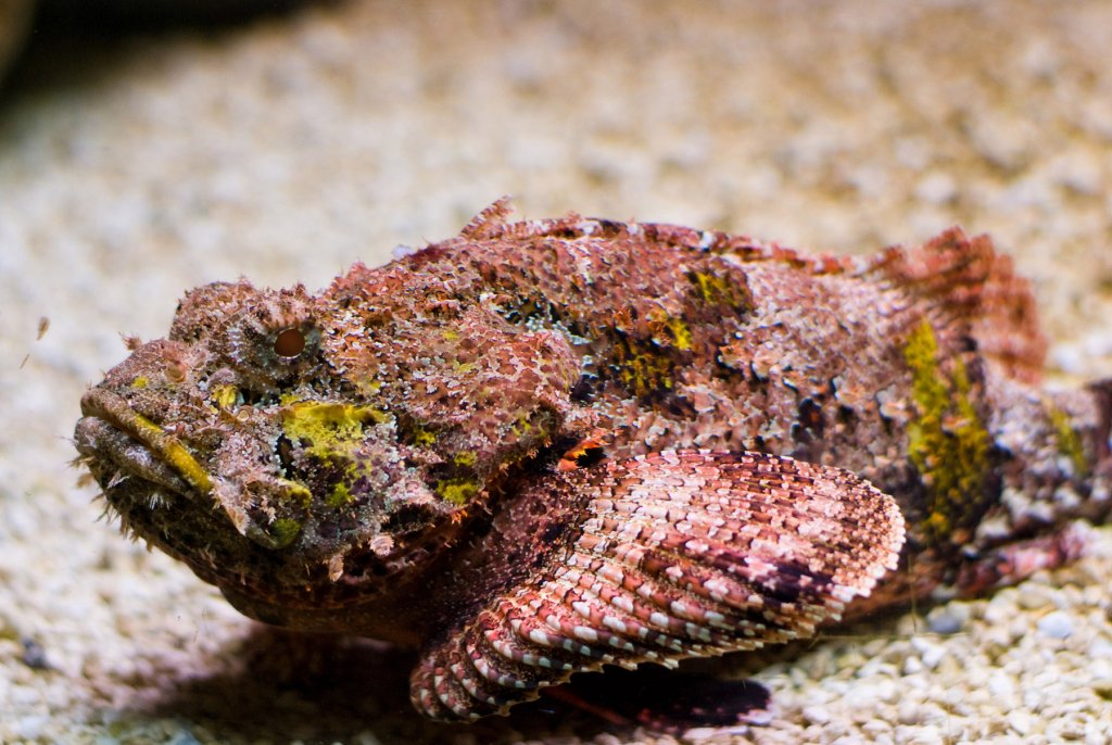 Натиснете снимката за да я уголемите

Име:stonefish.jpg
Прегледи:1
Размер:153.8 КБ
ID:5973322