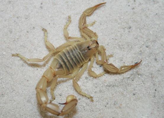 Натиснете снимката за да я уголемите

Име:death-stalker-scorpion-top-10-dangerous-animals.jpg
Прегледи:1
Размер:68.4 КБ
ID:5973323