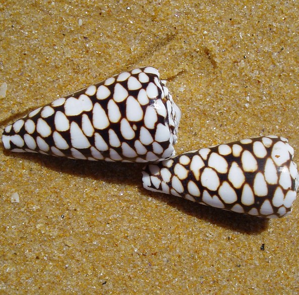 Натиснете снимката за да я уголемите

Име:Marble_Cone.jpg
Прегледи:1
Размер:165.8 КБ
ID:5973325