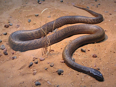 Натиснете снимката за да я уголемите

Име:Inland_Taipan_worlds_most_venomous_snake.jpg
Прегледи:1
Размер:61.9 КБ
ID:5973326