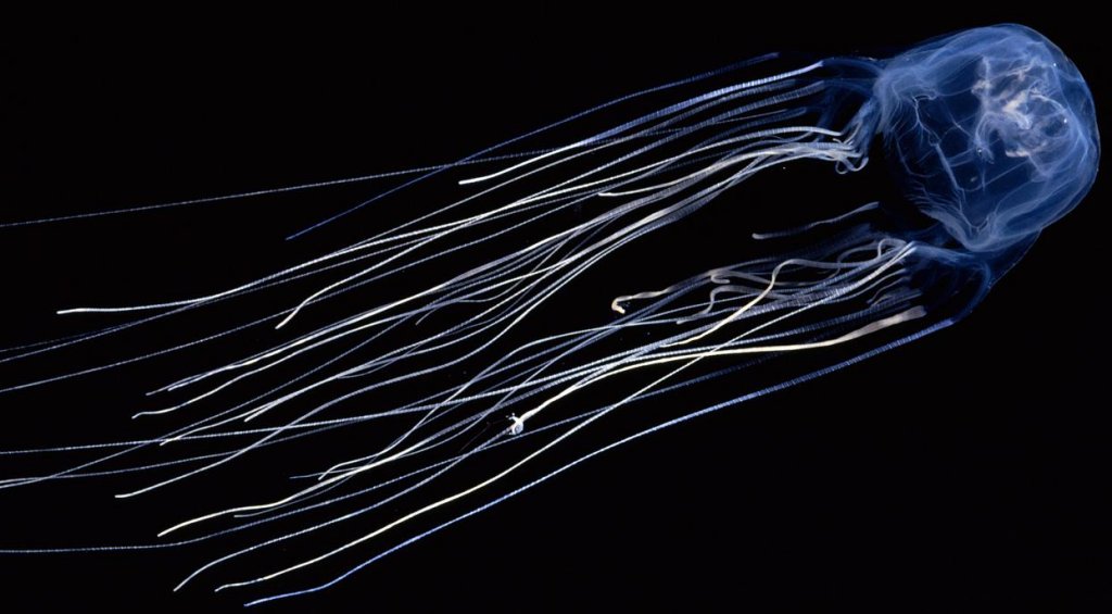 Натиснете снимката за да я уголемите

Име:box-jellyfish2.jpg
Прегледи:1
Размер:81.0 КБ
ID:5973327