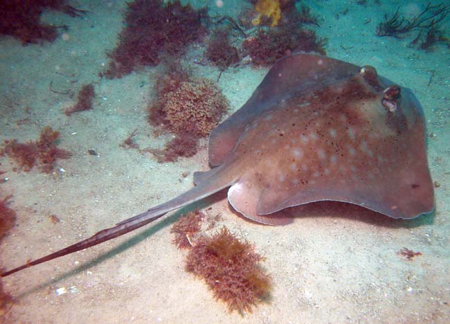 Натиснете снимката за да я уголемите

Име:kotka.jpg
Прегледи:1
Размер:60.8 КБ
ID:5379775