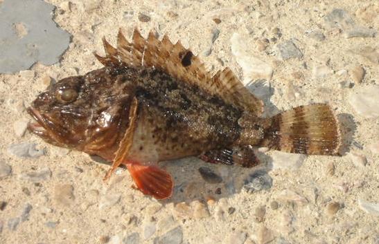 Натиснете снимката за да я уголемите

Име:Scorpaena_Porcus_Livorno1.jpg
Прегледи:1
Размер:43.7 КБ
ID:5379776