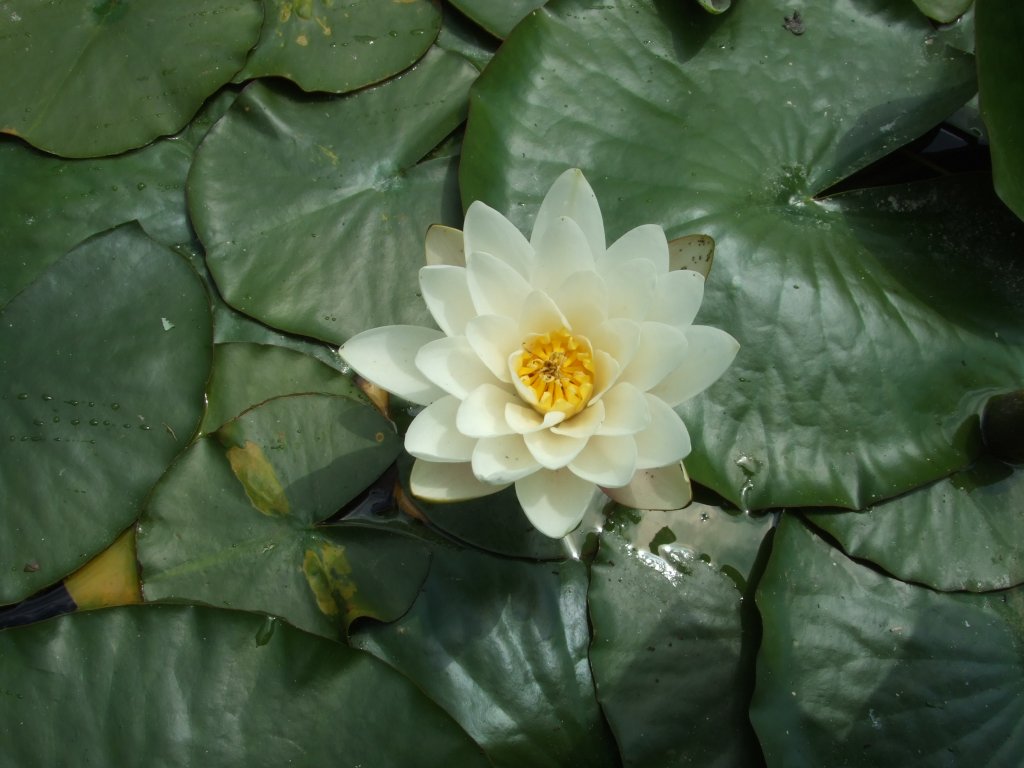 Натиснете снимката за да я уголемите

Име:DSCF2923.jpg
Прегледи:1
Размер:102.9 КБ
ID:5380398