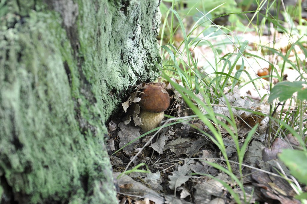 Натиснете снимката за да я уголемите

Име:_DSC0804.jpg
Прегледи:2
Размер:172.9 КБ
ID:5380836