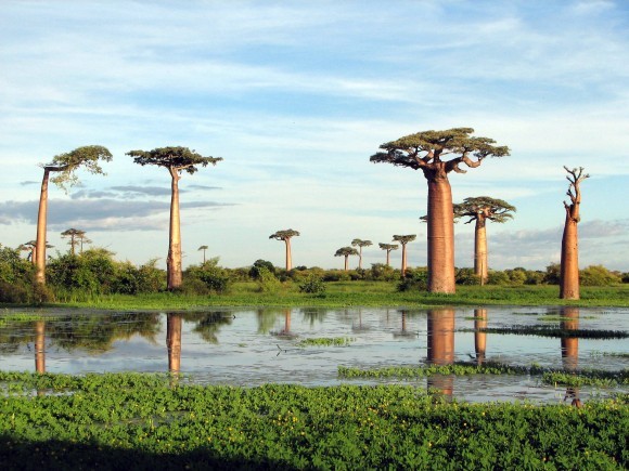 Натиснете снимката за да я уголемите

Име:madagascar_1.jpg
Прегледи:1
Размер:83.0 КБ
ID:5973962
