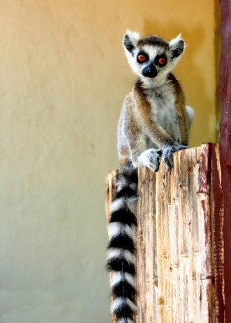 Натиснете снимката за да я уголемите

Име:madagascar_5.jpg
Прегледи:1
Размер:34.8 КБ
ID:5973967