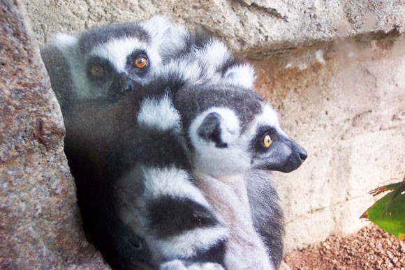 Натиснете снимката за да я уголемите

Име:madagascar_lemurs.jpg
Прегледи:1
Размер:72.8 КБ
ID:5973968