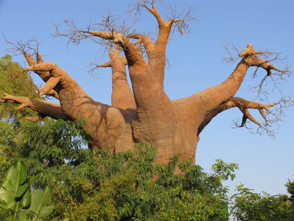 Натиснете снимката за да я уголемите

Име:madagascar-baobab-tree.jpg
Прегледи:1
Размер:186.2 КБ
ID:5973972