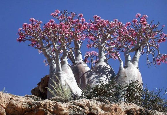 Натиснете снимката за да я уголемите

Име:socotra_2.jpg
Прегледи:1
Размер:87.1 КБ
ID:5973974