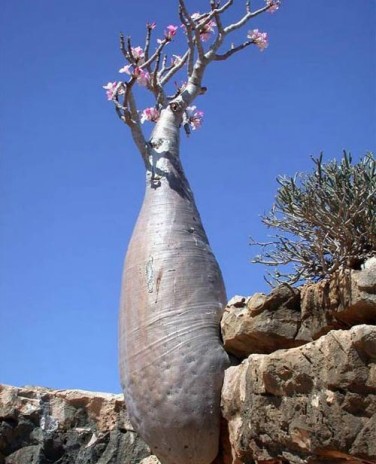 Натиснете снимката за да я уголемите

Име:socotra_3.jpg
Прегледи:1
Размер:47.3 КБ
ID:5973975
