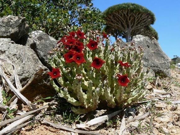Натиснете снимката за да я уголемите

Име:socotra_4.jpg
Прегледи:1
Размер:122.9 КБ
ID:5973976