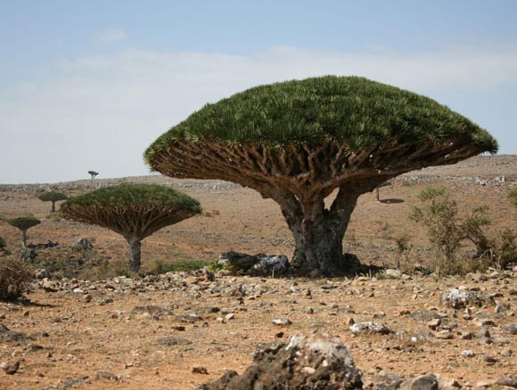 Натиснете снимката за да я уголемите

Име:socotra_1.jpg
Прегледи:1
Размер:75.2 КБ
ID:5973981
