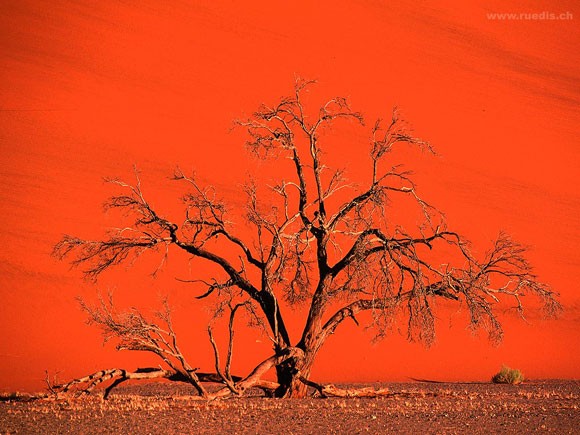 Натиснете снимката за да я уголемите

Име:namib_sossusvlei.jpg
Прегледи:1
Размер:77.3 КБ
ID:5973990