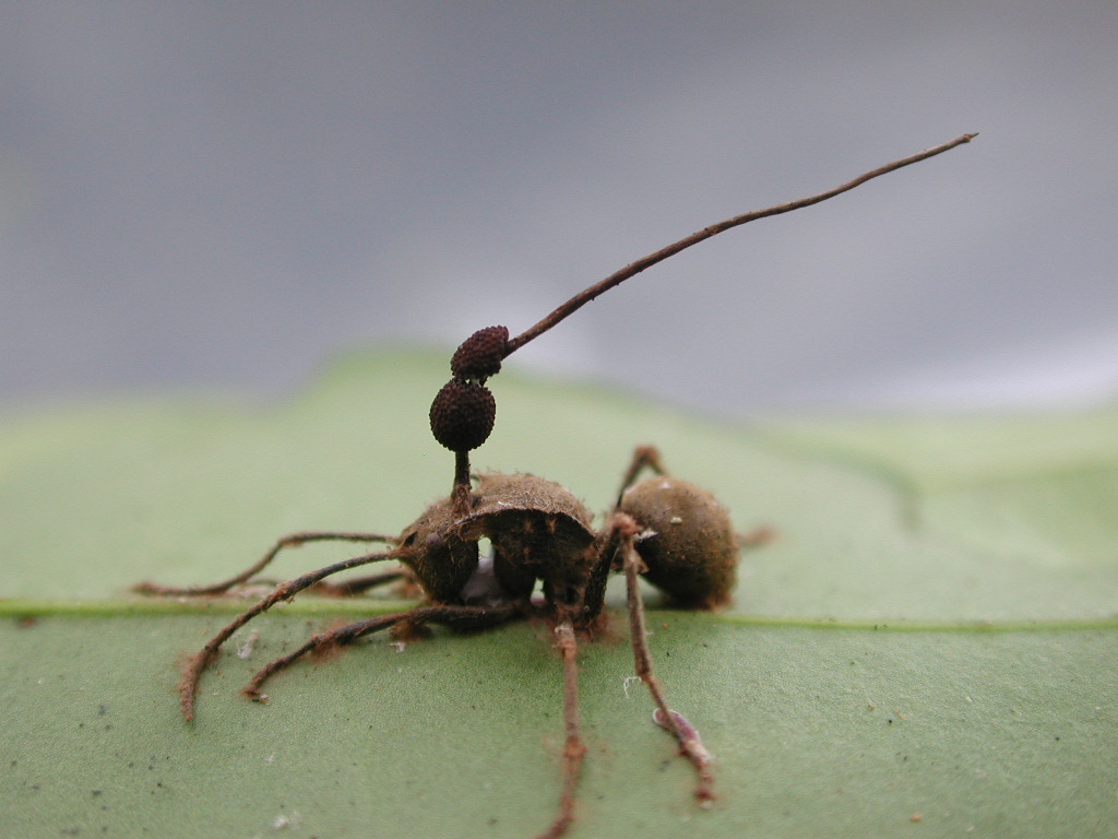 Натиснете снимката за да я уголемите

Име:cordyceps-unilateralis.JPG
Прегледи:2
Размер:166.2 КБ
ID:5975008