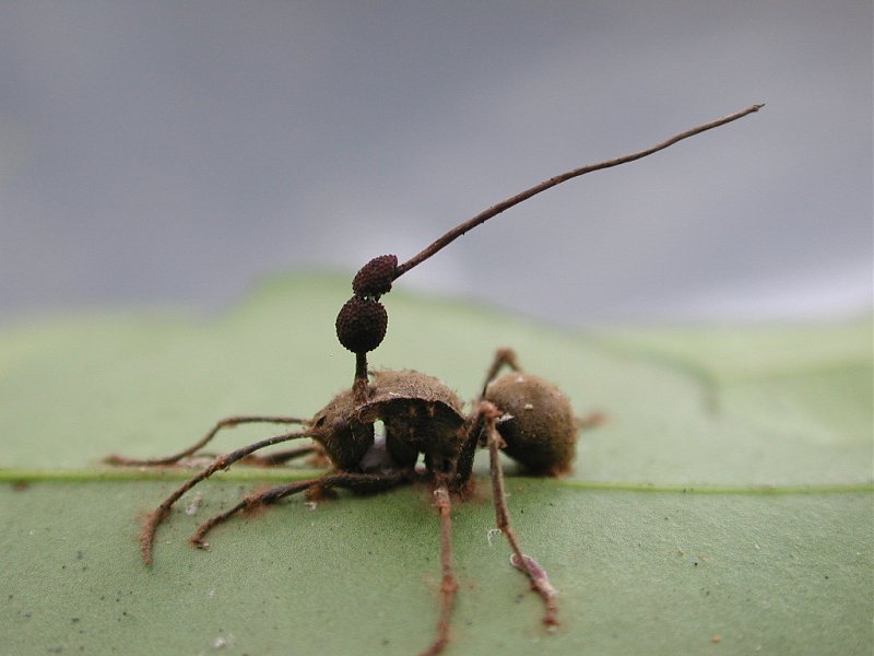 Натиснете снимката за да я уголемите

Име:cordyceps-unilateralis.JPG
Прегледи:2
Размер:166.2 КБ
ID:6517941