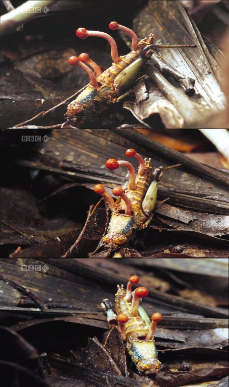 Натиснете снимката за да я уголемите

Име:BBC-PlanetEarth-Cordyceps1.jpg
Прегледи:2
Размер:84.8 КБ
ID:6517943