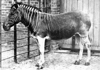 Натиснете снимката за да я уголемите

Име:quagga.jpg
Прегледи:1
Размер:56.5 КБ
ID:5976238