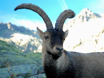 Натиснете снимката за да я уголемите

Име:ibex1.jpg
Прегледи:1
Размер:42.6 КБ
ID:5976242