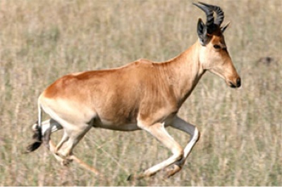 Натиснете снимката за да я уголемите

Име:bubal-hartebeest-tm.jpg
Прегледи:1
Размер:40.0 КБ
ID:5976243