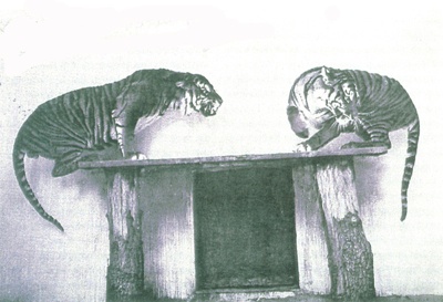 Натиснете снимката за да я уголемите

Име:javan_tiger-tm.jpg
Прегледи:1
Размер:44.1 КБ
ID:5976244