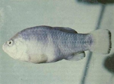 Натиснете снимката за да я уголемите

Име:tecopapupfish.jpg
Прегледи:1
Размер:30.0 КБ
ID:5976245