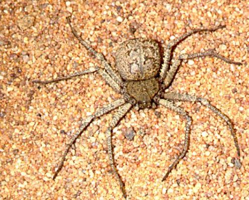 Натиснете снимката за да я уголемите

Име:Dangerous-Spiders-Six-Eyed-Sand-Spider2.jpg
Прегледи:1
Размер:61.3 КБ
ID:5978257