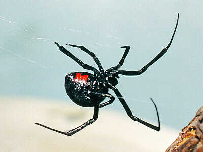 Натиснете снимката за да я уголемите

Име:black-widow-spider.jpg
Прегледи:1
Размер:12.9 КБ
ID:5978259