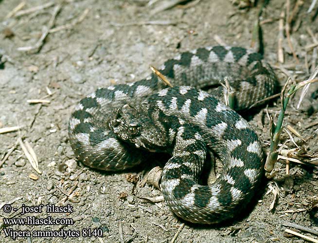 Натиснете снимката за да я уголемите

Име:vipera_ammodytes_8140.jpg
Прегледи:1
Размер:81.9 КБ
ID:5391955