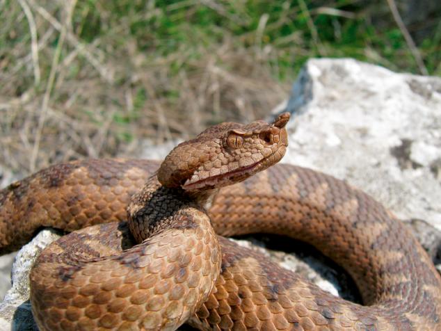 Натиснете снимката за да я уголемите

Име:vipera-ammodytes-4342.jpg
Прегледи:1
Размер:51.3 КБ
ID:5391956