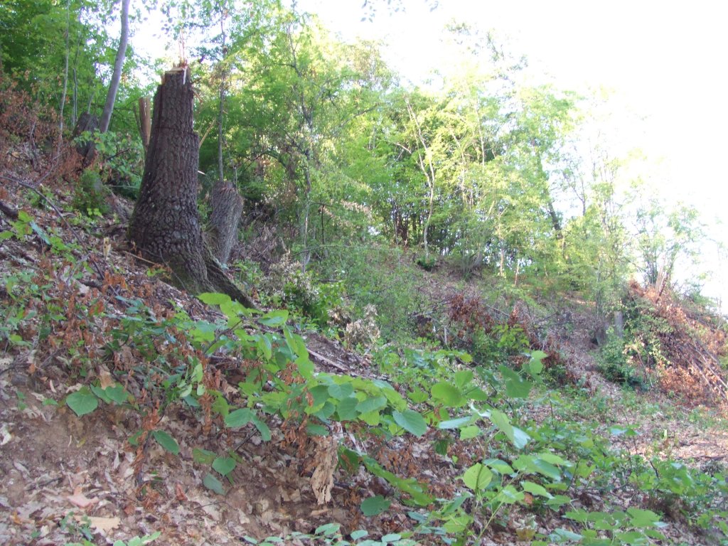 Натиснете снимката за да я уголемите

Име:DSCF3229.jpg
Прегледи:1
Размер:245.6 КБ
ID:5392246