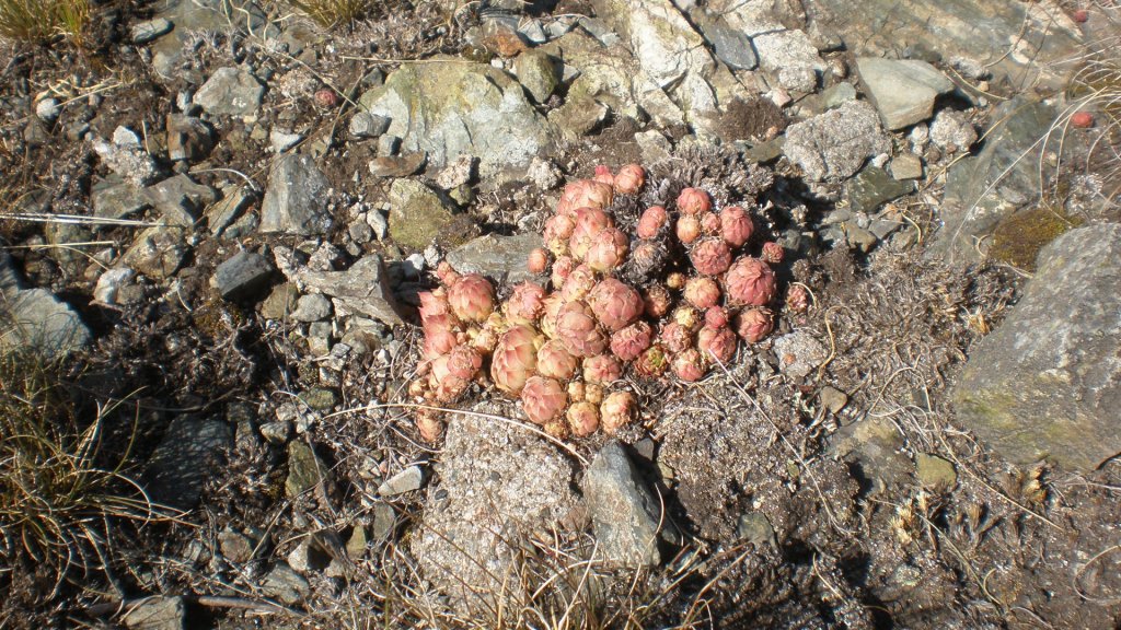 Натиснете снимката за да я уголемите

Име:P7160286.jpg
Прегледи:1
Размер:243.4 КБ
ID:5393062